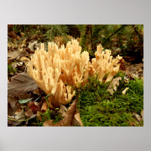 Ramaria stricta Fungi Poster (Voorkant)
