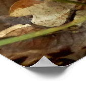 Ramaria stricta Fungi Poster (Hoek)