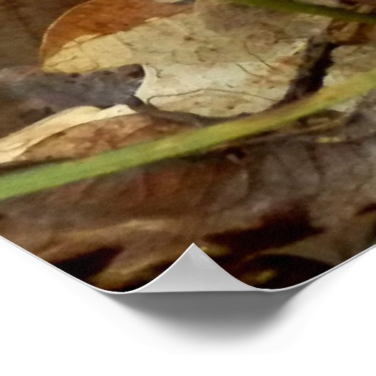 Ramaria stricta Fungi Poster (Hoek)