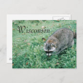 Ramblin' Raccoon Briefkaart (Voorkant / Achterkant)