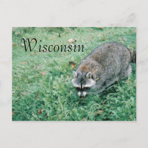 Ramblin' Raccoon Briefkaart