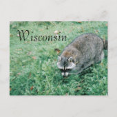 Ramblin' Raccoon Briefkaart (Voorkant)