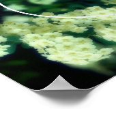 Rambling Wild White Roses Creëer Uw eigen foto Poster (Hoek)