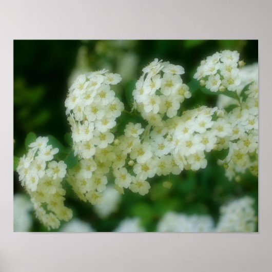 Rambling Wild White Roses Poster (Voorkant)