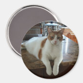 Rambo - Oranje Kat Magneet (Voorkant / Achterkant)