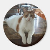 Rambo - Oranje Kat Magneet (Voorkant)