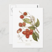 Rambutan Briefkaart (Voorkant / Achterkant)