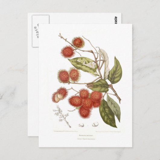 Rambutan Briefkaart (Voorkant / Achterkant)