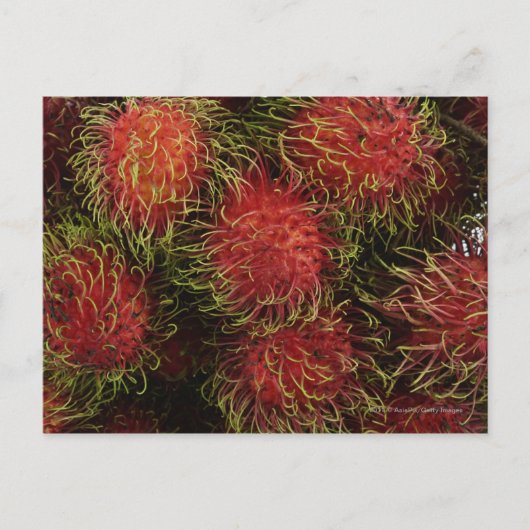 Rambutan Briefkaart (Voorkant)