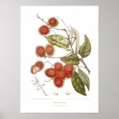 Rambutan Poster (Voorkant)