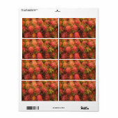 Rambutan Tropical Fruit Etiket (Full Sheet)