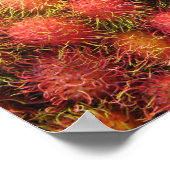 Rambutan Tropical Fruit Poster (Hoek)
