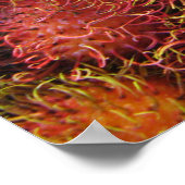 Rambutan Tropisch Fruit Poster (Hoek)