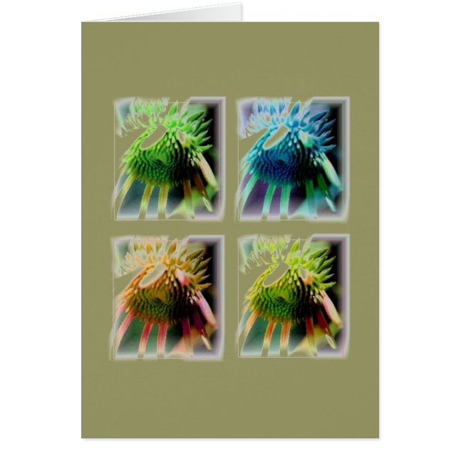 Ramen van Echinecea Groei (Voorkant)