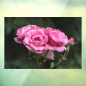 Ramensticker - Roze Rozen Fotografie Raamsticker (Vel 3)