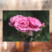 Ramensticker - Roze Rozen Fotografie Raamsticker (Vel 2)