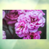 Ramensticker - Zachte Roze Rozen Raamsticker (Vel 3)