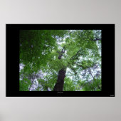 Ramsey Canopy Poster (Voorkant)