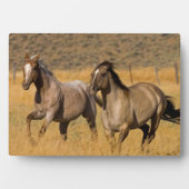 Ranch die woont bij de Ponderosa Ranch Fotoplaat (voorkant)