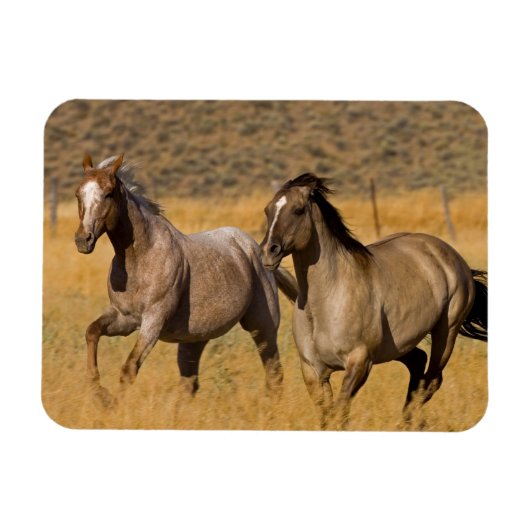 Ranch die woont bij de Ponderosa Ranch Magneet (Horizontaal)