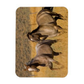 Ranch die woont bij de Ponderosa Ranch Magneet (Verticaal)