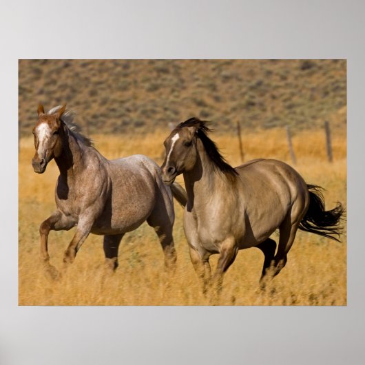 Ranch die woont bij de Ponderosa Ranch Poster (Voorkant)