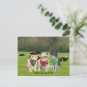 Ranch Hand - werkende katten Briefkaart (Staand voorkant)
