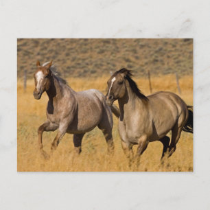 Ranchleven bij The Ponderosa Ranch Briefkaart