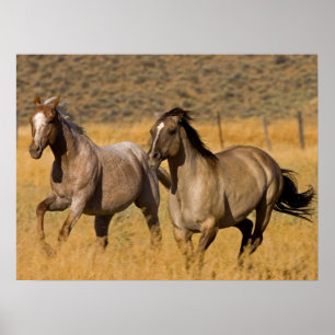 Ranchleven bij The Ponderosa Ranch Poster