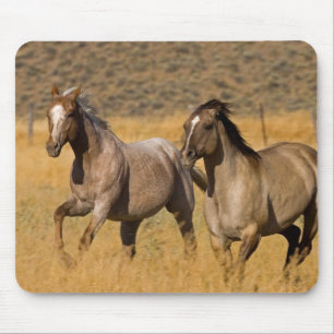 Ranchleven op The Ponderosa Ranch Muismat