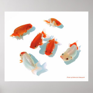 Ranchuの ポ タ ー poster