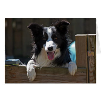 Rand collie