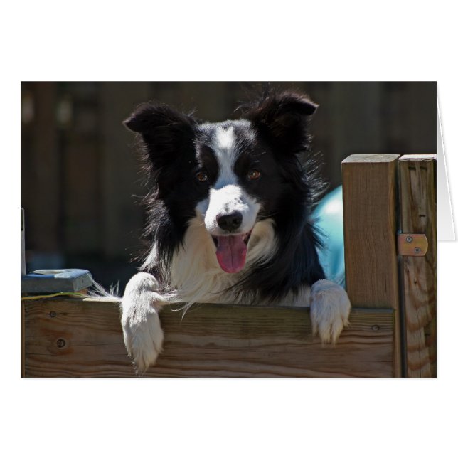 Rand collie (Voorkant Horizontaal)