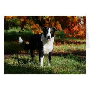 Rand Collie Autumn Standing