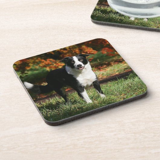 Rand Collie Autumn Standing Bier Onderzetter (Linkerzijde)