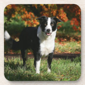 Rand Collie Autumn Standing Bier Onderzetter (Voorkant)