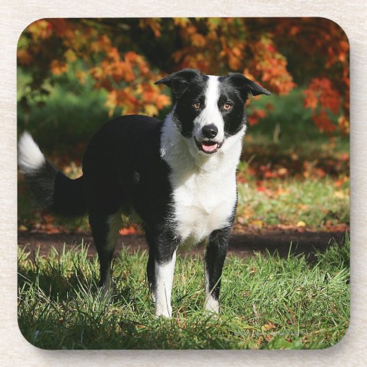 Rand Collie Autumn Standing Bier Onderzetter (Voorkant)
