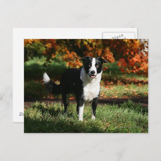 Rand Collie Autumn Standing Briefkaart (Voorkant / Achterkant)