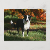 Rand Collie Autumn Standing Briefkaart (Voorkant)