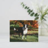 Rand Collie Autumn Standing Briefkaart (Staand voorkant)