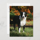 Rand Collie Autumn Standing Briefkaart (Voorkant / Achterkant)