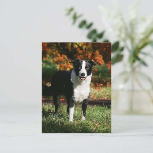 Rand Collie Autumn Standing Briefkaart (Staand voorkant)