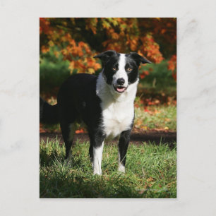 Rand Collie Autumn Standing Briefkaart