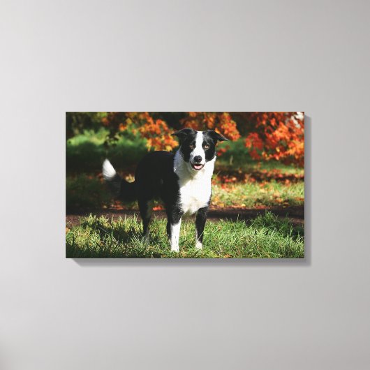 Rand Collie Autumn Standing Canvas Afdruk (Voorkant)