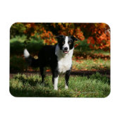 Rand Collie Autumn Standing Magneet (Horizontaal)