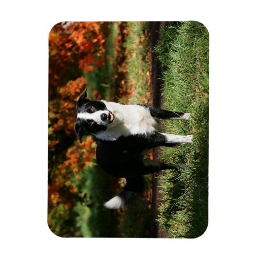 Rand Collie Autumn Standing Magneet (Verticaal)