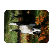 Rand Collie Autumn Standing Magneet (Horizontaal)