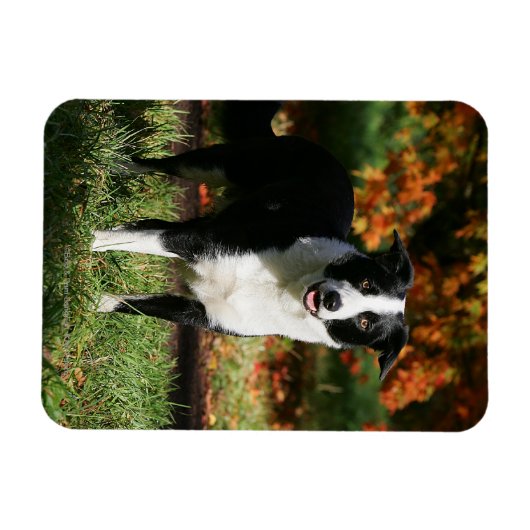 Rand Collie Autumn Standing Magneet (Horizontaal)