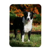 Rand Collie Autumn Standing Magneet (Verticaal)