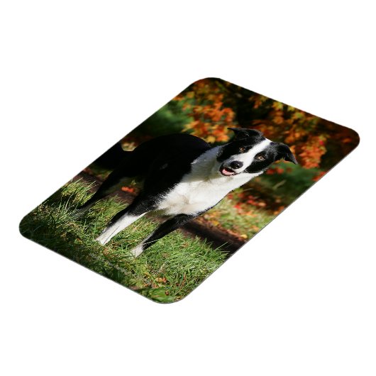Rand Collie Autumn Standing Magneet (Linkerzijde)